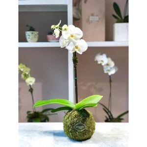 Planta Orquídea Blanca