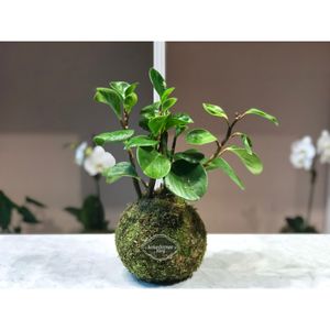 Planta Peperomia Verde