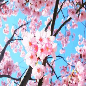 1 Sakura Cerezo Japones 1 mt de alto + 1 Naranjita China 60cm de alto