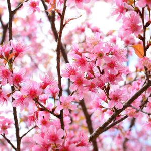 1 Sakura Cerezo Japones 1 mt de alto + 1 Fresa en Maceta Colgante con Gancho de 25 cm de Alto