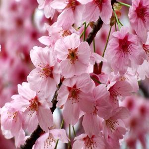 3 Sakura Cerezo Japones 1 mt de alto + 1kg Abono Foliar