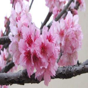 1 Sakura Cerezo Japones 1 mt de alto + 1 Tomillo 20 cm de alto