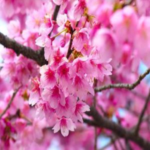 3 Sakura Cerezo Japones 1 mt de alto + 3 Maceta con Plato