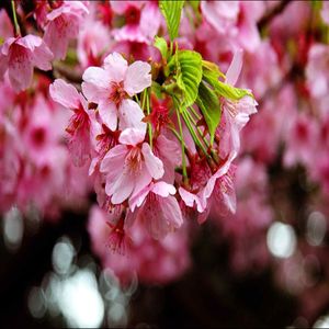 Sakura Cerezo Japones 1 mt de alto - 1 Unidad