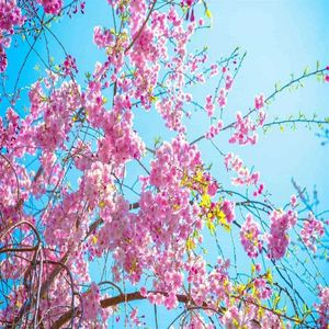 1 Sakura Cerezo Japones 2 mt de alto + 1 kg de Vitaminas Granuladas(npk)