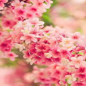 1 Sakura Cerezo Japones 1 mt de alto + 1 Laurel Aromatico de 20 cm de alto