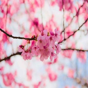 1 Sakura Cerezo Japones 1 mt de alto + 1 Platano Seda 60cm de alto