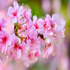 1 Sakura Cerezo Japones 1 mt de alto + 1 Muña 20 cm de alto