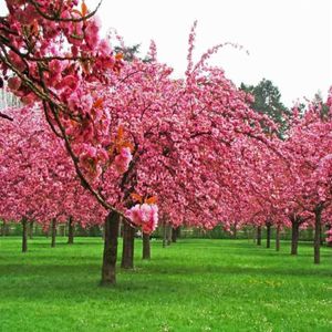 1 Sakura Cerezo Japones 2 mt de alto + 1 Maceta con Plato + 6kg Tierra Especial
