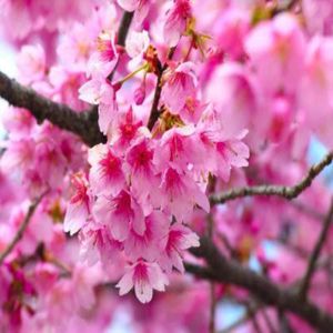 1 Sakura Cerezo Japones 1 mt de alto + 1 Chirimoya 60cm de alto