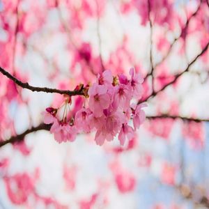 1 Sakura Cerezo Japones 1 mt de alto + 1 Aji Enano 20 cm de alto
