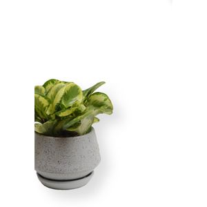 Peperomia en maceta Terry