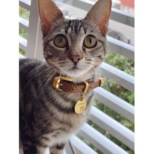 Collar camel herraje para gatitos